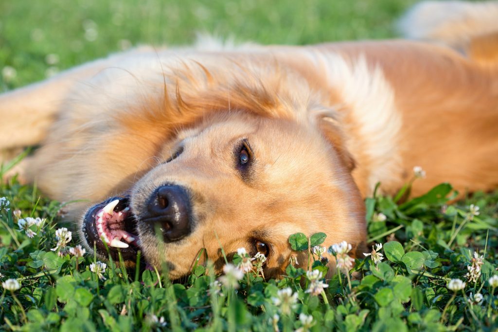 Portrait,Young,Dog,Playing,In,The,Meadow