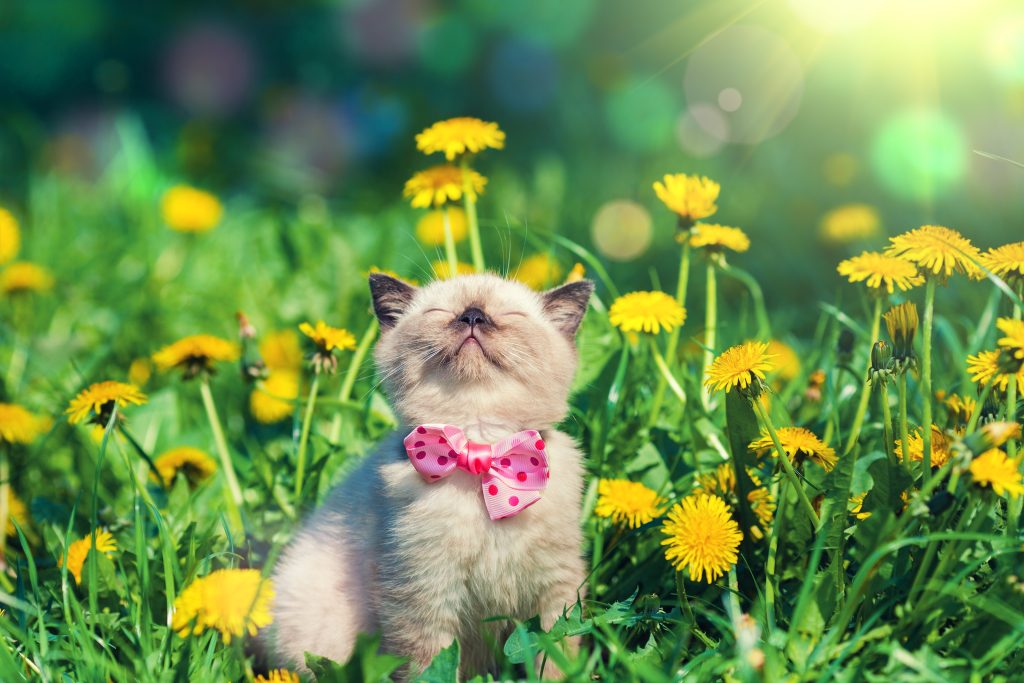 Little,Kitten,Wearing,Bow,Tie,In,The,Dandelion,Flowers